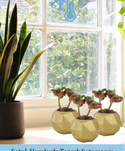 Mini Çiçek Saksı Küçük Sukulent Altın Kaktüs Saksısı 3lü Set Mini Poly Silindir Model